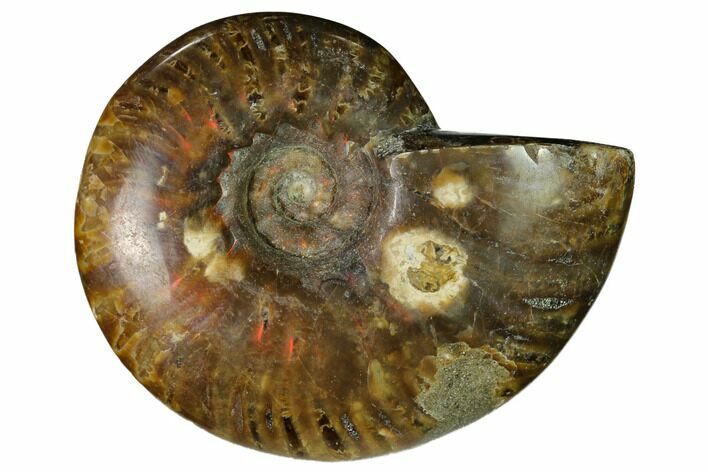 Red Flash Ammonite Fossil - Madagascar #151750